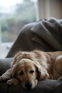 Dogs are usually the biggest fans of couch sleeping.