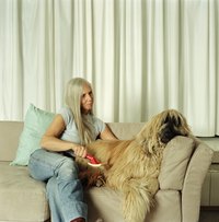 Teach your dog to enjoy being groomed.