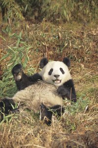 The San Diego Zoo is one of the few facilities in the United States with giant pandas.
