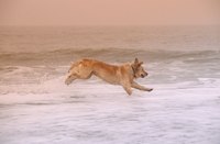 A dog is running and playing in the ocean.