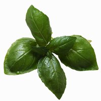 Basil (Ocimum basilicum) grows as an annual in all U.S. Department of Agriculture plant hardiness zones.