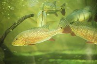 Calcium buildup can make your tank appear discolored.