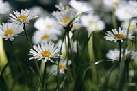 Pyrethrins are derived from daisies.