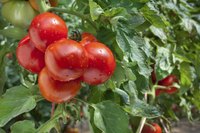 Keep branches and fruit off the ground away from soil-borne fungi.