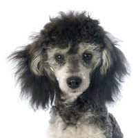 Multicolored poodles are not seen in American Kennel Club conformation rings.