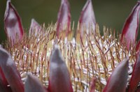 Most protea cultivars, such as "King Protea" (Protea cynaroides) and "Pink Ice" (Protea "Pink Ice"), need perpetually moist soil during flowering.