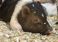 This cute little pig might grow up to weigh as much as a German shepherd.