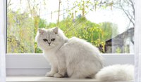 "Let me out! I see a handsome male cat!"
