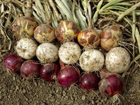 Bulb onions include yellow, white and red varieties.