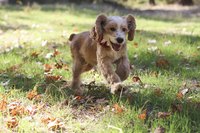 Cocker spaniels love to run and play but are also affectionate.