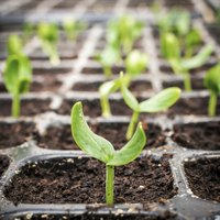 Bottom heat increases germination rates when you start seeds indoors.