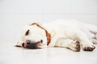 Lung tumors can develop in adult dogs of any gender or breed.