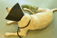 Specialty collars can be used to stop your dog from chewing or licking his wound.
