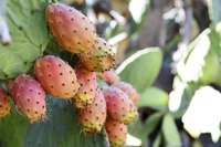 Prickly pear fruit on a cactus.