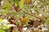 A yellow variety of eggplant, Thai Yellow Egg, growing on a vine in the garden.