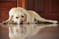 Tired old dog