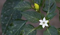 Fertilizing a compost-fed pepper may cause the plant to drop its flowers.