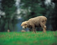 Make your own carder to control even more of the process from sheep to sweater.