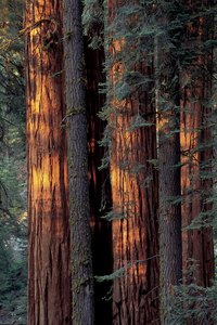 Redwood is naturally insect-resistant.
