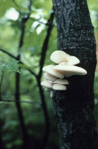 Some fungi feed on dead trees, while others parasitize living trees.