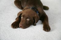 Even the best dog may leave a puddle on your carpet.