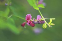 Lespedezas have become invasive throughout the United States.
