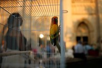 The sun conure is an endangered bird with bright yellow, red and green plumage.