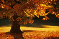 Autumn maples transform their surroundings into studies in crimson and gold.