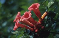 Trumpet vines are susceptible to foliage diseases.