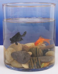 Most fish cannot surive long in bowls.