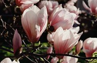 Magnolia trees thrive in temperate climates.