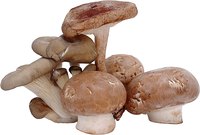 Mushrooms are a fruiting fungal body that comes in many different shapes and forms.