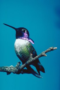 Make your own hummingbird feeder and attract this guy to your yard.
