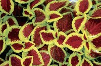 Color rarely fades on the coleus, which is another attribute that makes this beautiful plant so desirable.