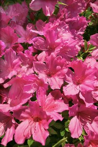 Healthy azaleas are covered with blooms each spring.