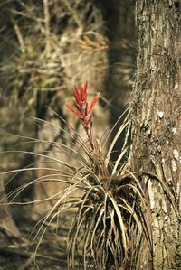 Tillandsias appreciate bright light and excellent air circulation.