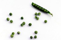 Peas are typically easy to germinate and grow in the garden.