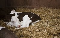 Infections and overfeeding a calf may result in scours, or diarrhea.