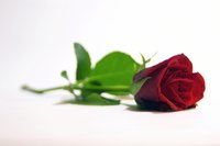 Wrap a single rose with baby's breath to make a small bouquet.