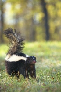 Prevent skunks from digging by using pesticides or natural remedies.