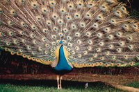 A peacock's magnificent train requires him to have a larger coop to call home.