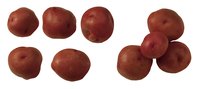 New potatoes are slightly larger than baby potatoes because they are harvested slightly later.
