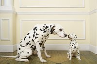 Dalmatian mother and puppy in room