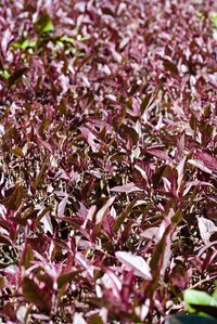 Alternanthera "Purple Knight" has burgundy foliage.