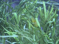 Dwarf gouramis will appreciate a well-planted aquarium.