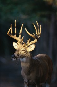 Deer meat, venison, can be a risky source of protein for your dog.
