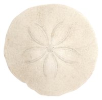 Handle sand dollars with care until you can preserve them.