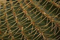 True cacti have spines, but firesticks have smooth stems.