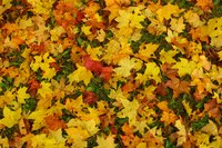Think twice before using leaves in the home fireplace.