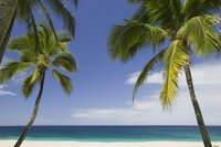 The unusual roots of palm trees help support their great height.